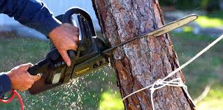 Pest Control for Lawns in Dundee, NY