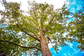 How Our Tree Care Process Works  in  Dundee, NY